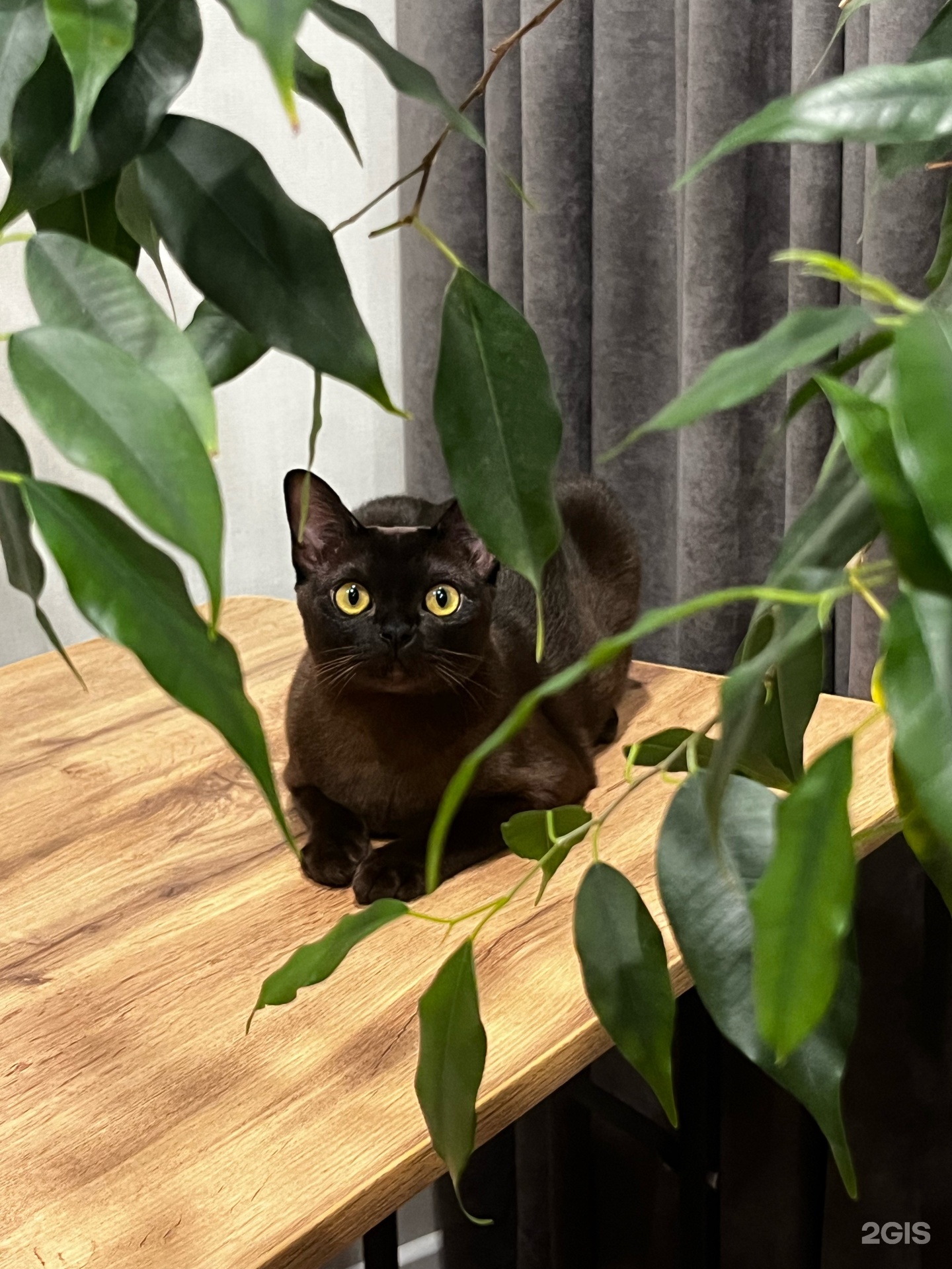 Симба, ветеринарный центр