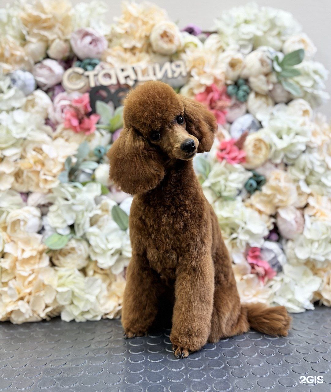 Станция Pets — груминг Омск