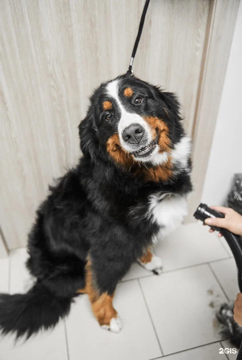 ВертиХвостик, ветеринарная клиника