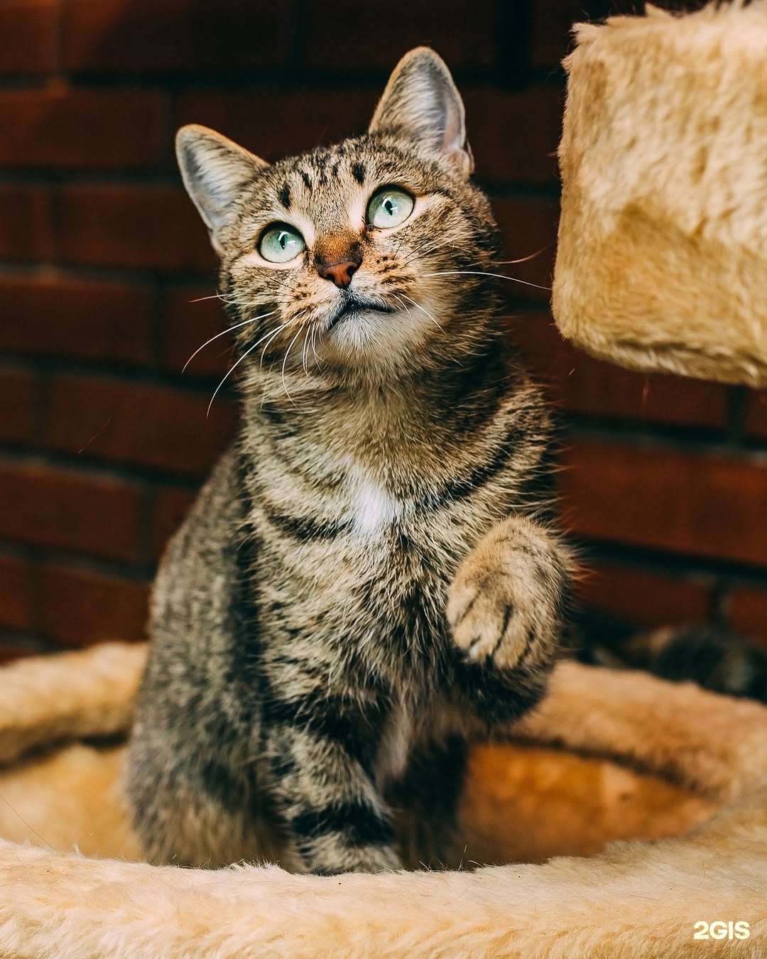 Зайцы, зоомагазин, Хитрый