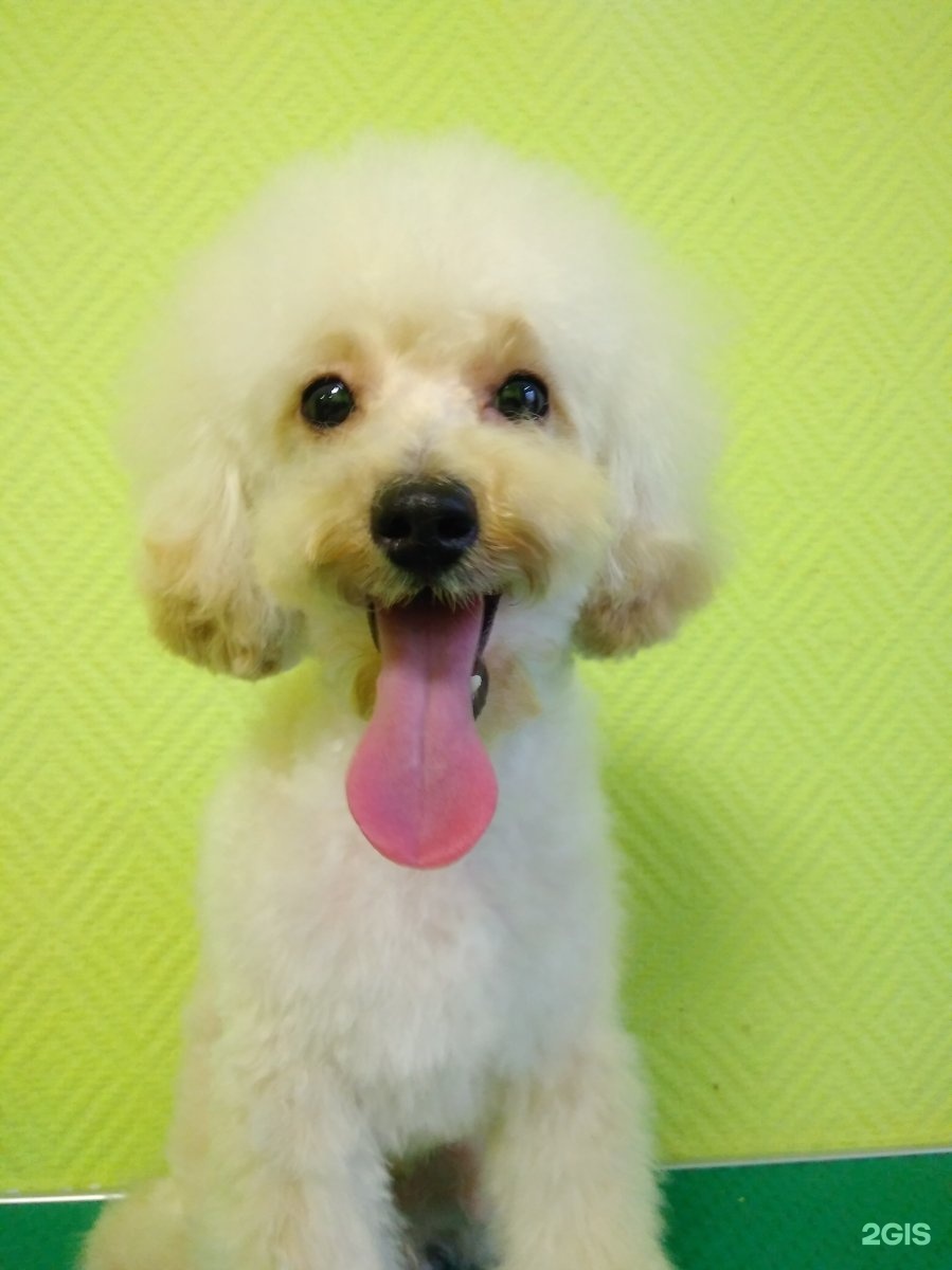 101 далматинец, салон красоты для животных, улица Крылова, 4