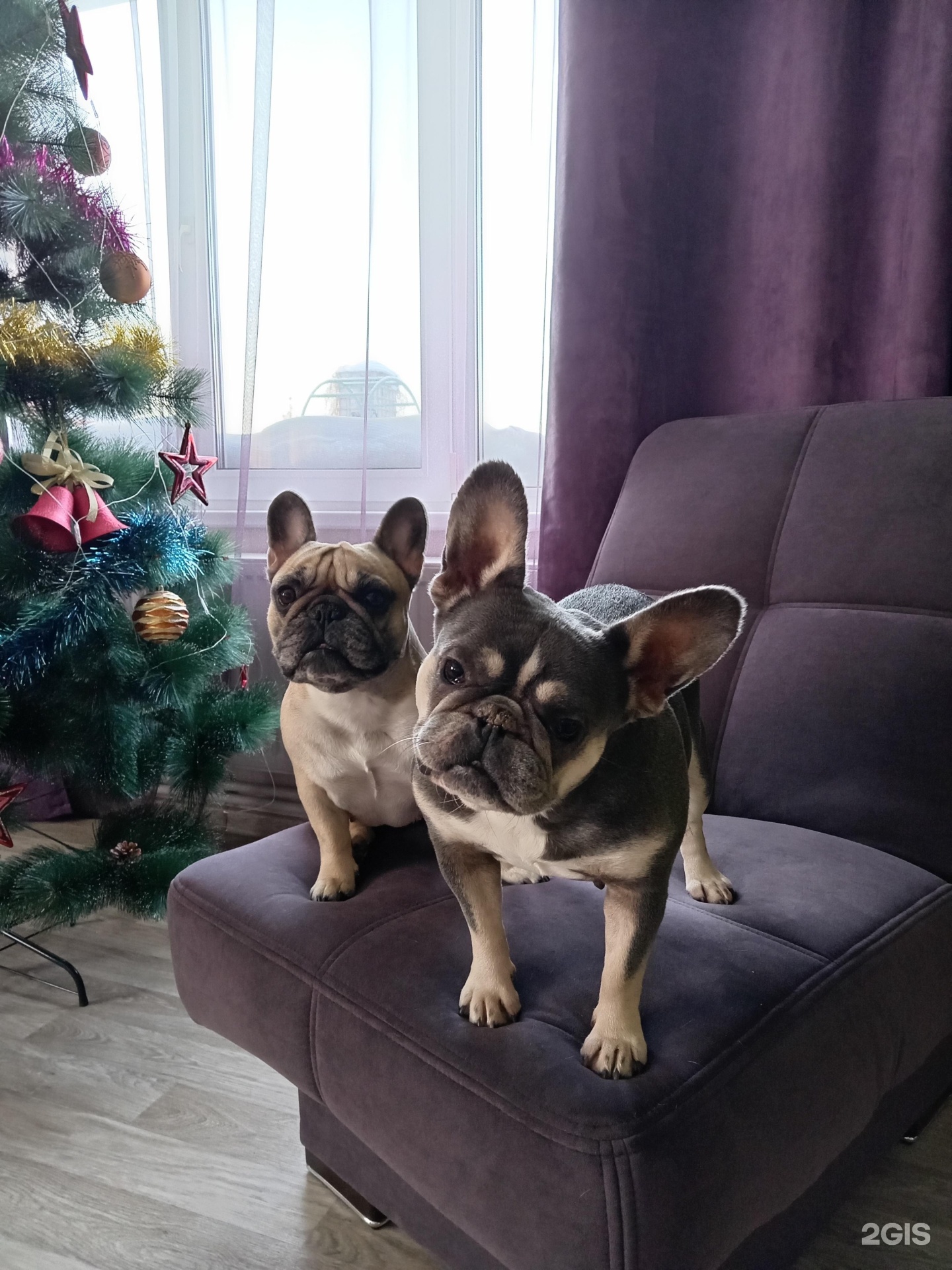 Laika, мастерская груминга