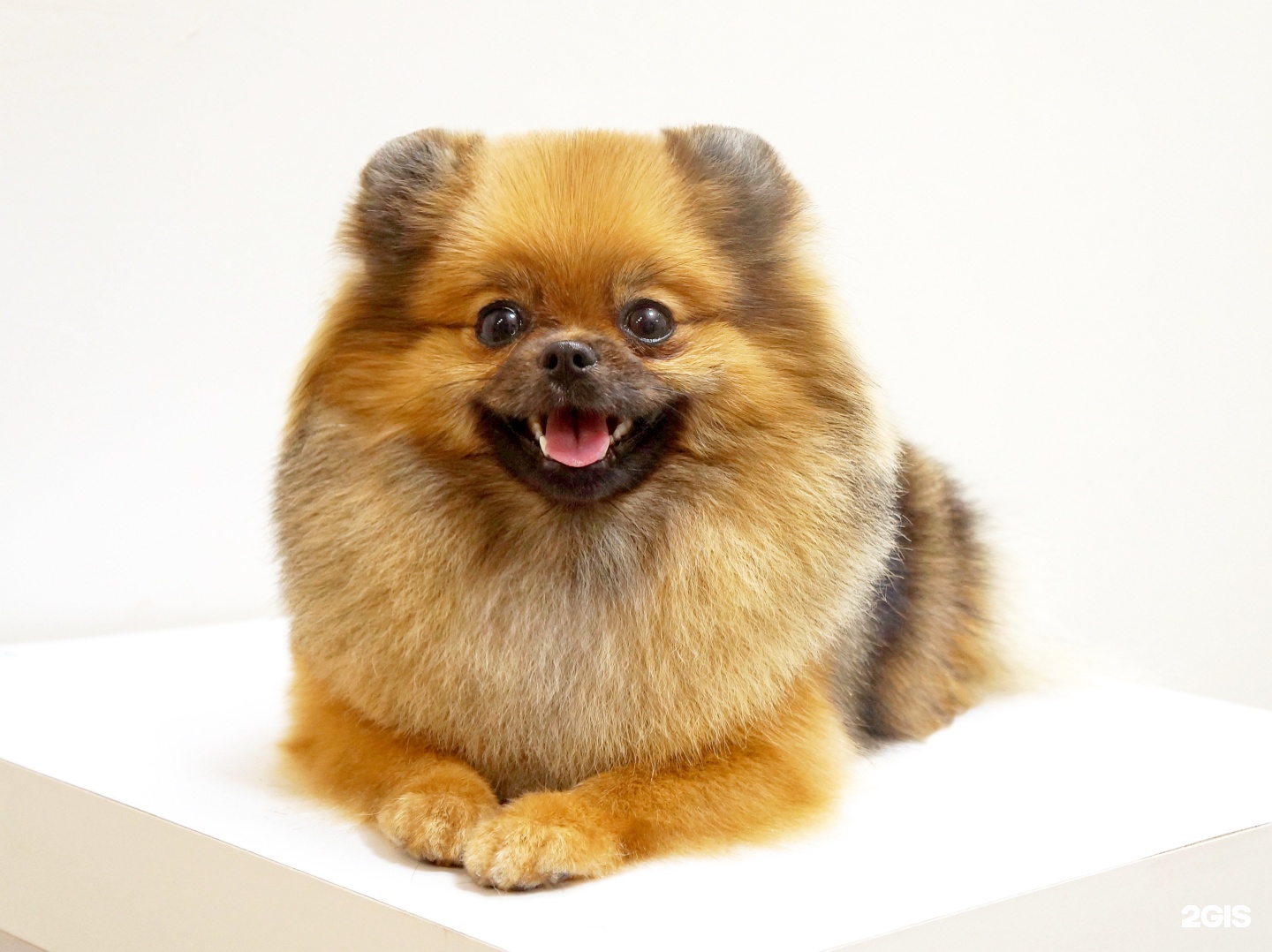 Pet SPA, салон для домашних животных