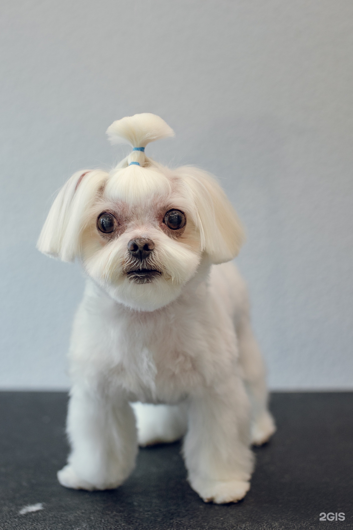 Стиляги, зоосалон, Аркадия Гайдара