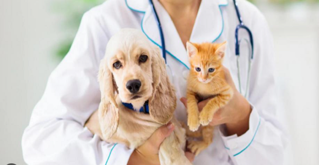 Зооветсервис, ветеринарный центр