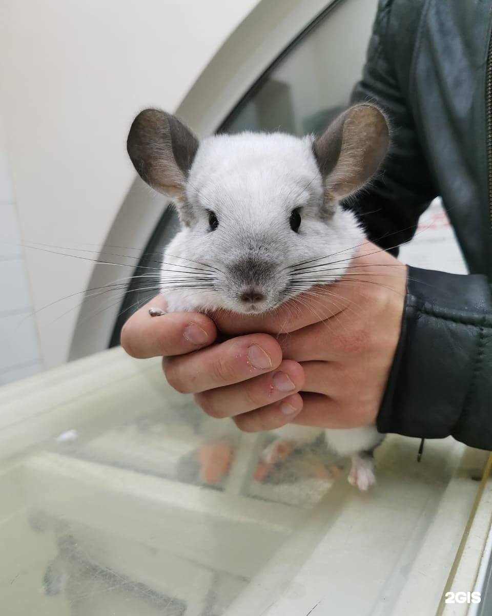 Афф-Вет, многопрофильный ветеринарный центр