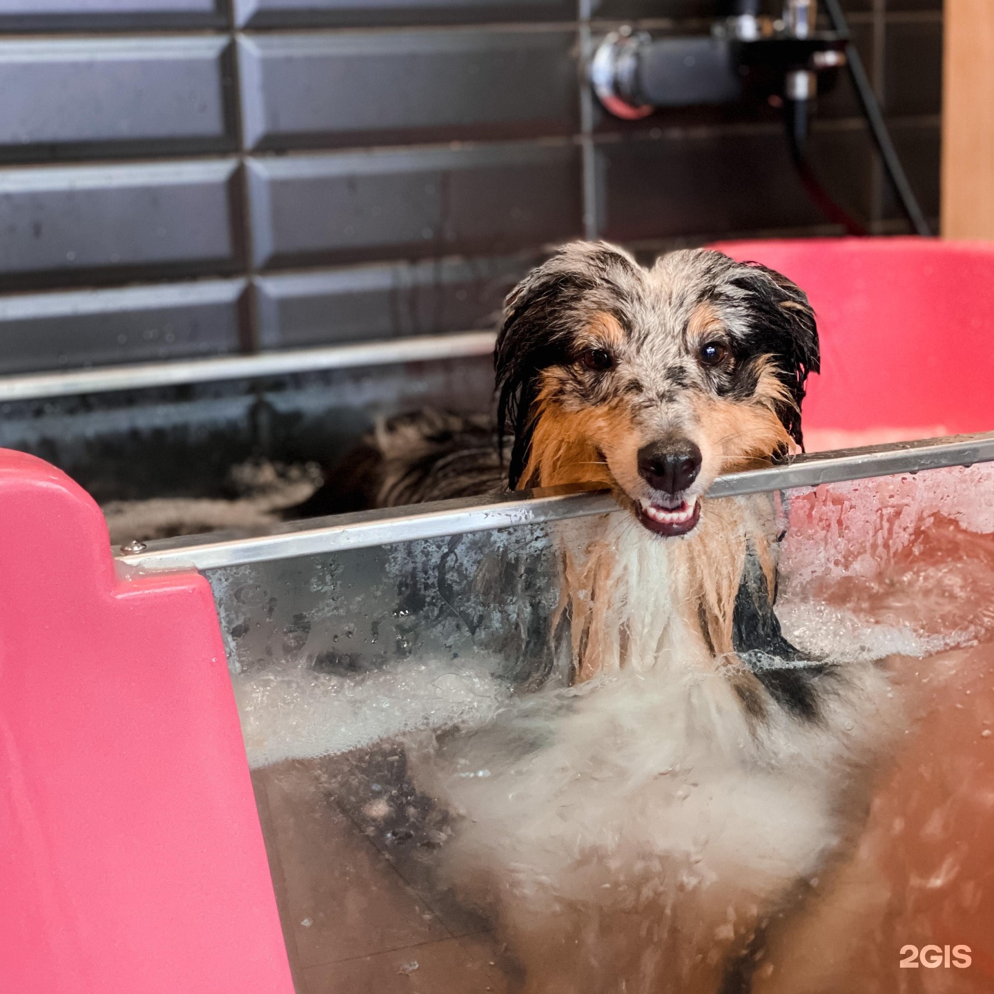 Блэкгрумер, груминг-салон и SPA для животных