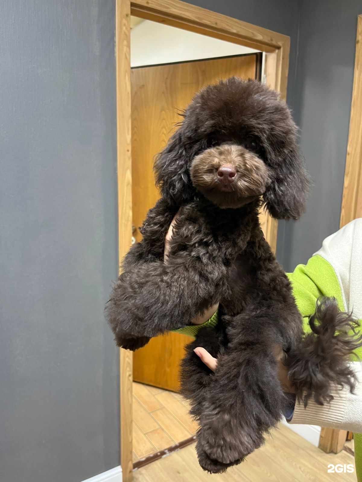 Домашний любимец, салон красоты для животных