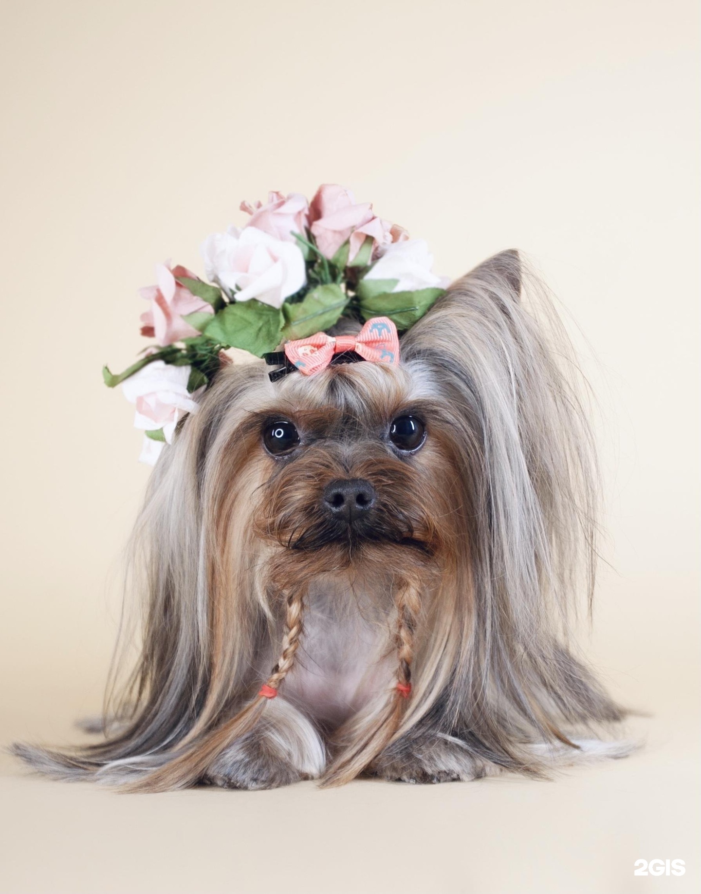 Фаворит Императрицы, зоосалон, улица Савушкина, 127