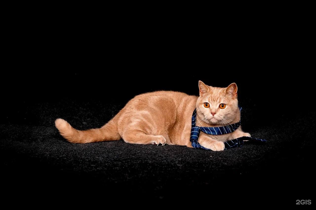 Хвостатая Цирюльня