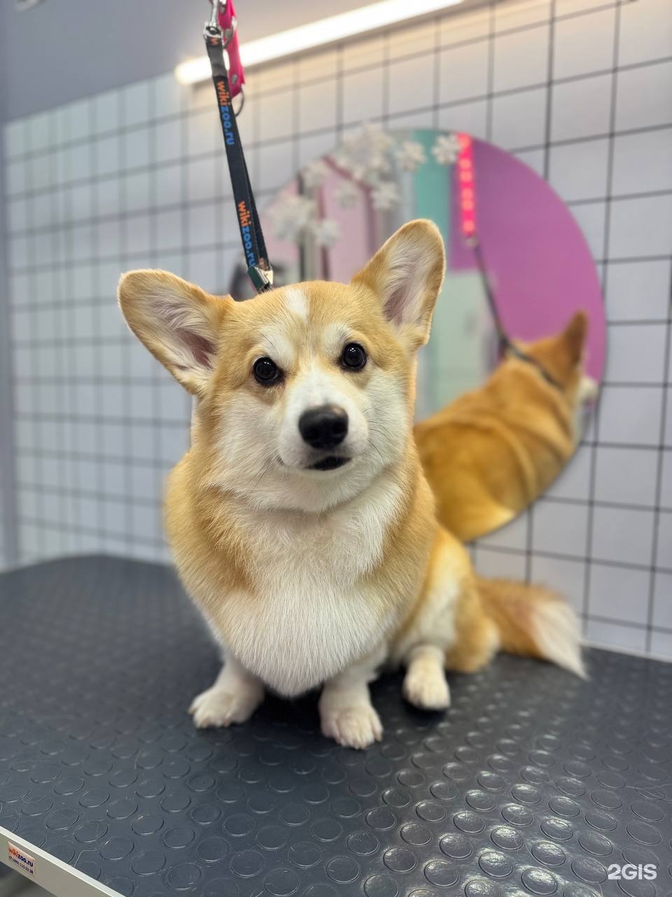 Лапа любви, груминг салон и зообутик