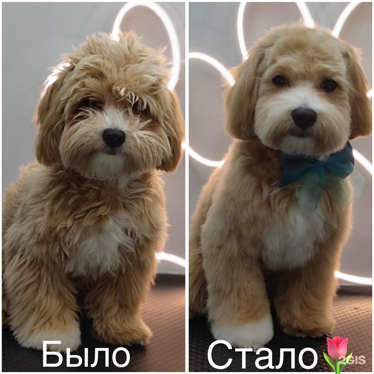 Лапочка, зоосалон