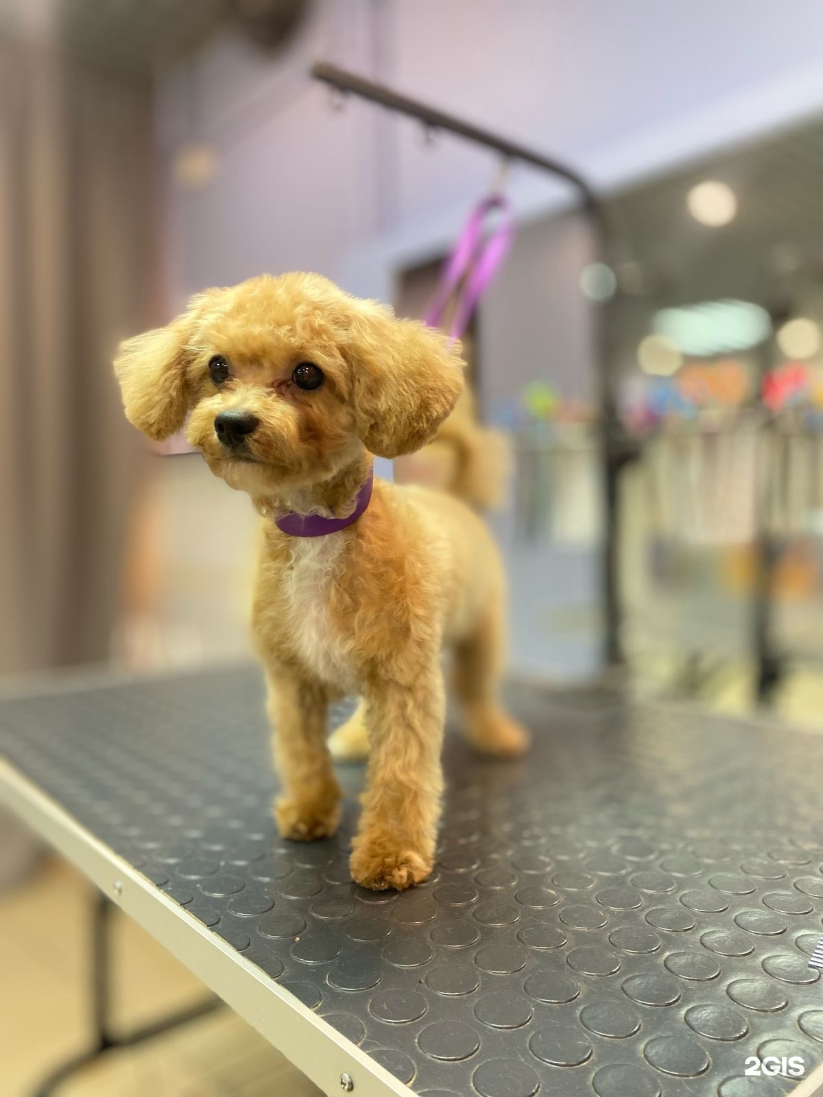 Like a puppy, груминг-салон