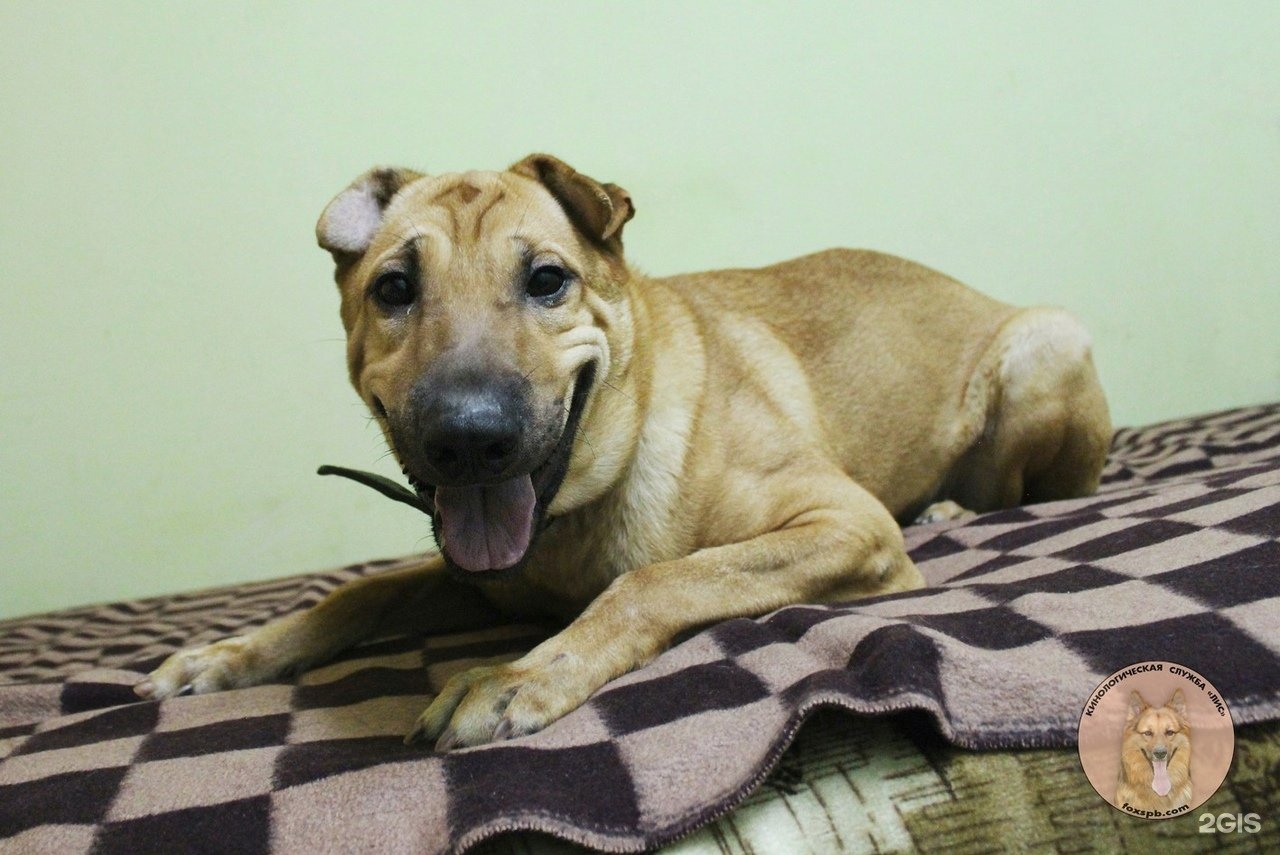 Лис, кинологическая служба