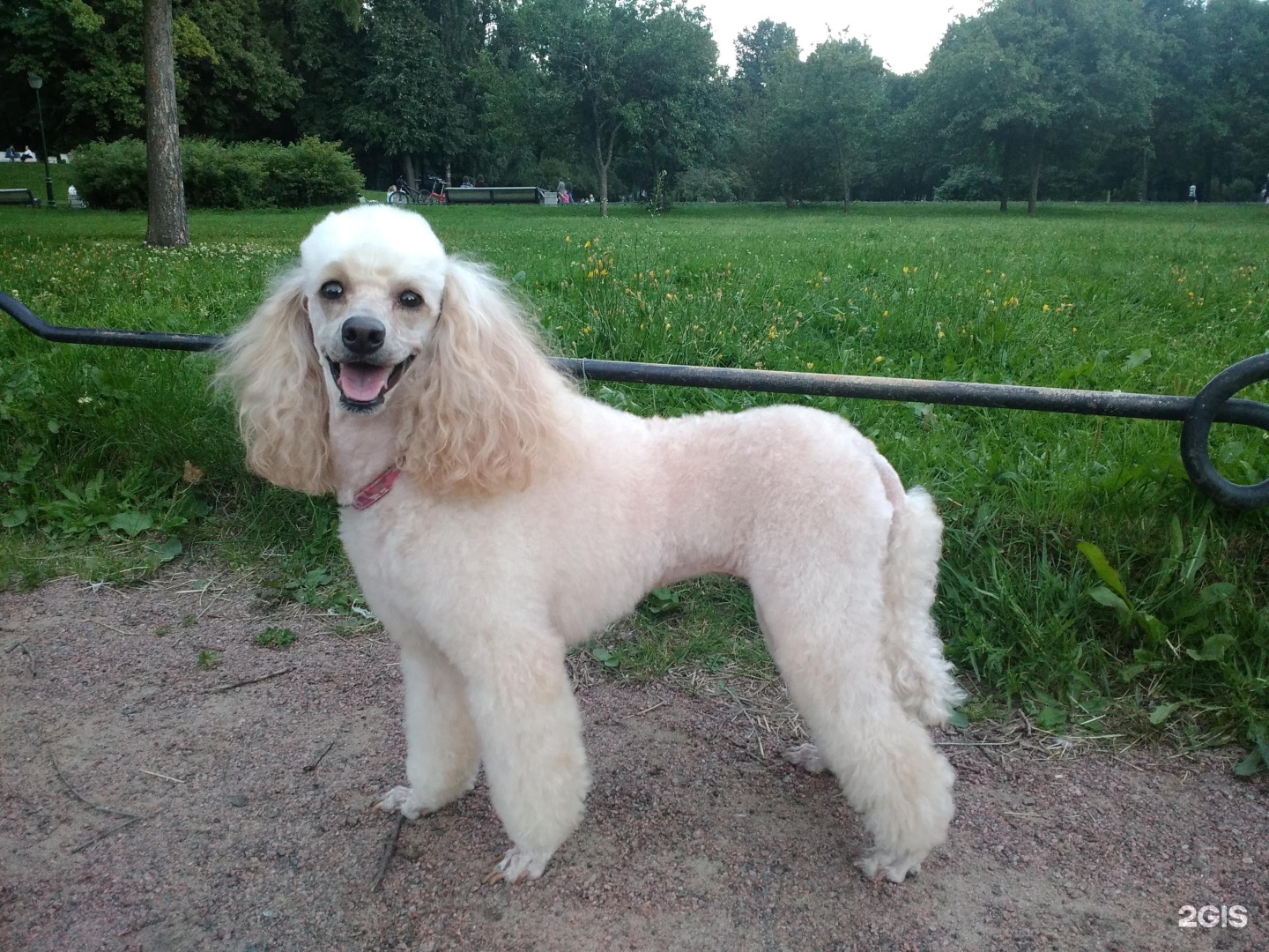 Пэтси, зоосалон