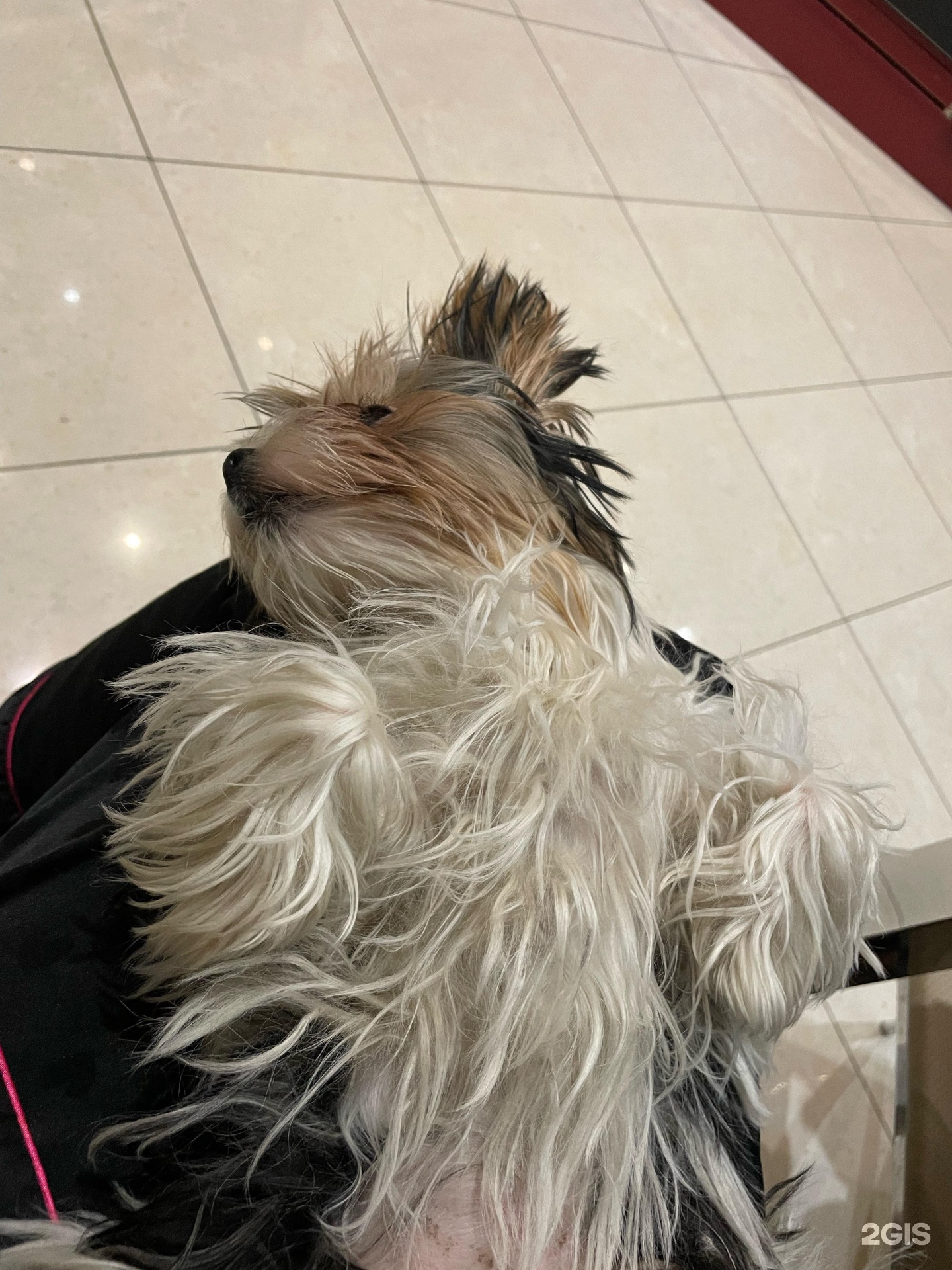 Питомец, ветеринарный центр