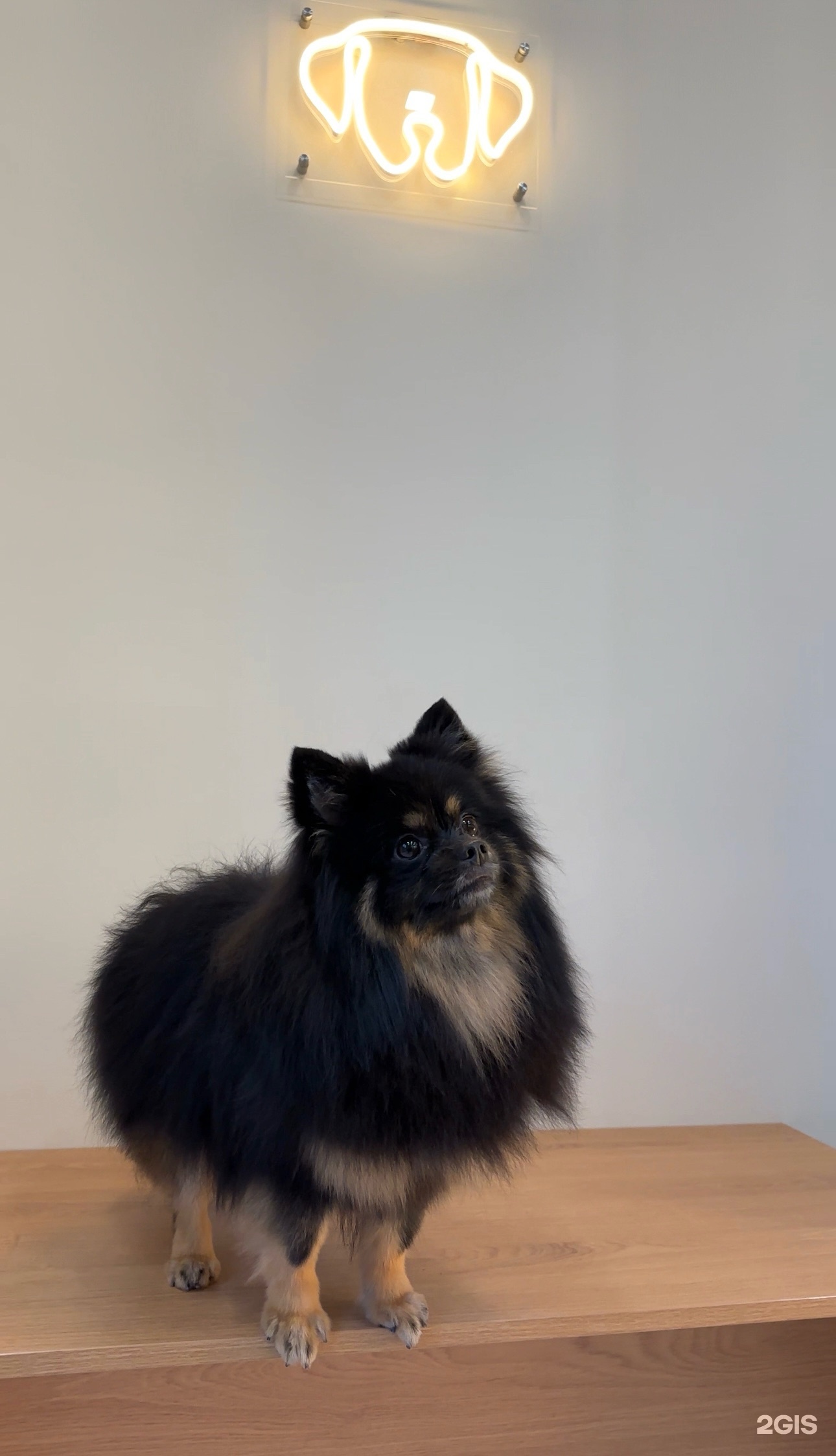 Point, ветеринарный центр