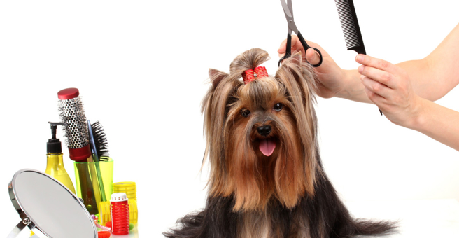 Пушистый рай, груминг-студия