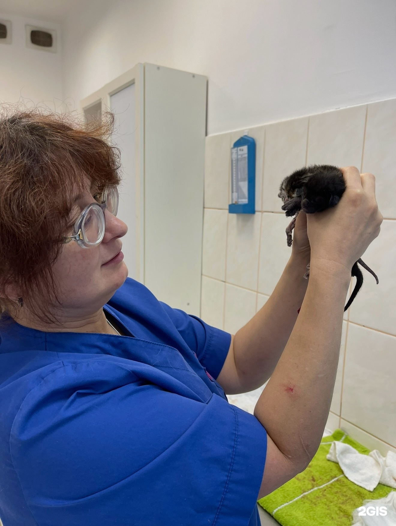 РЫЖИЙ ХВОСТ, ветеринарная клиника, аптека и зоомагазин