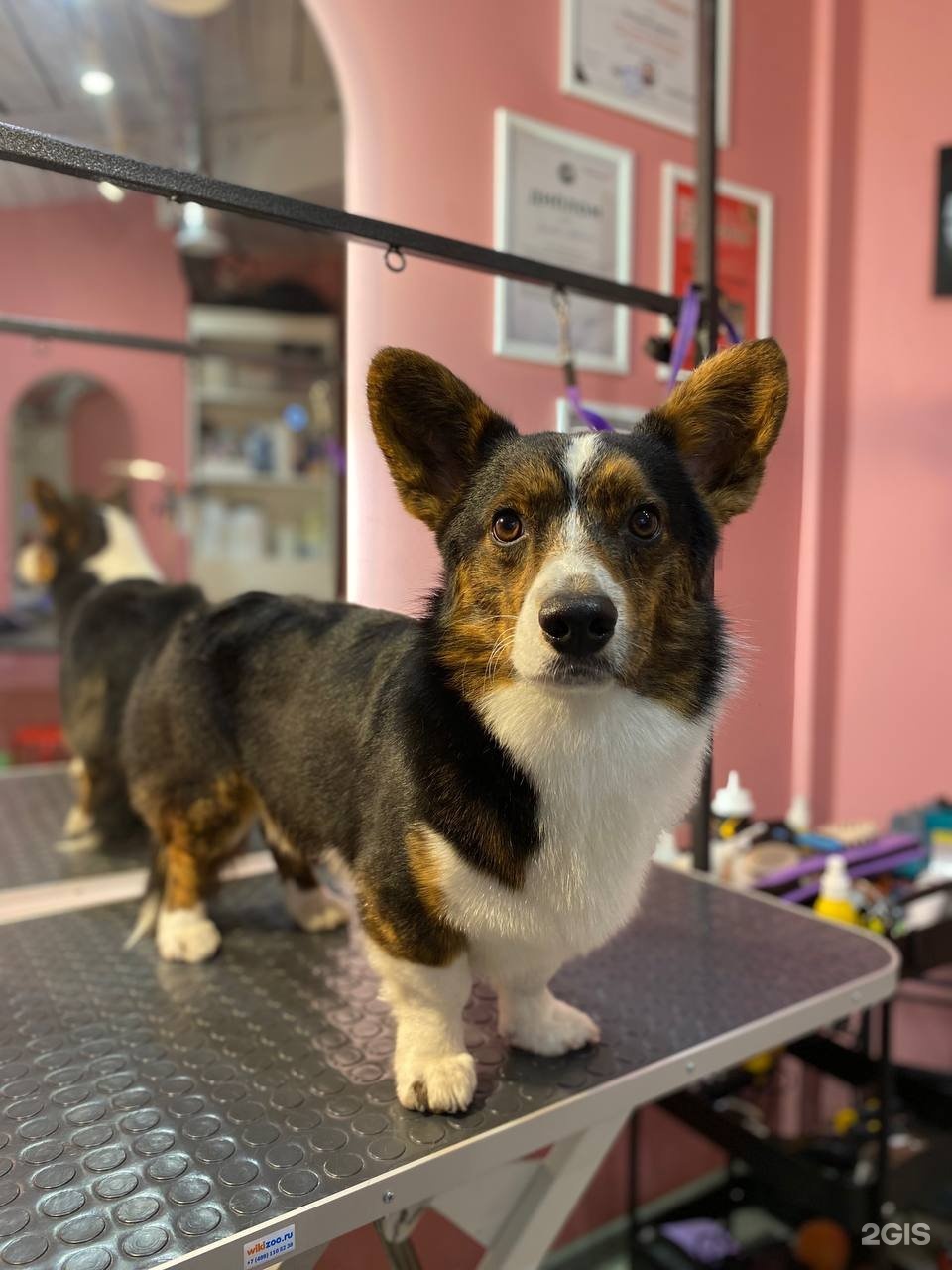 Сбоку бантик, студия груминга и дрессировки