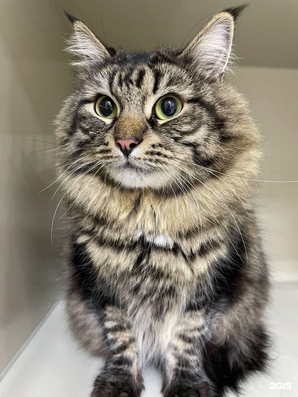 Ситивет, ветеринарный центр