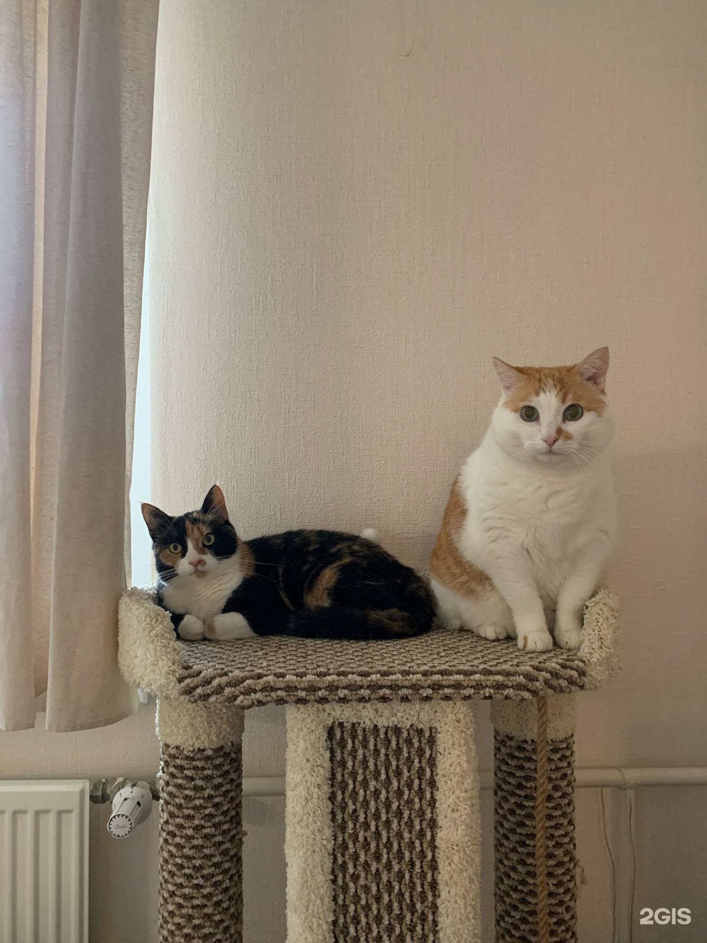 Ситивет, ветеринарный центр