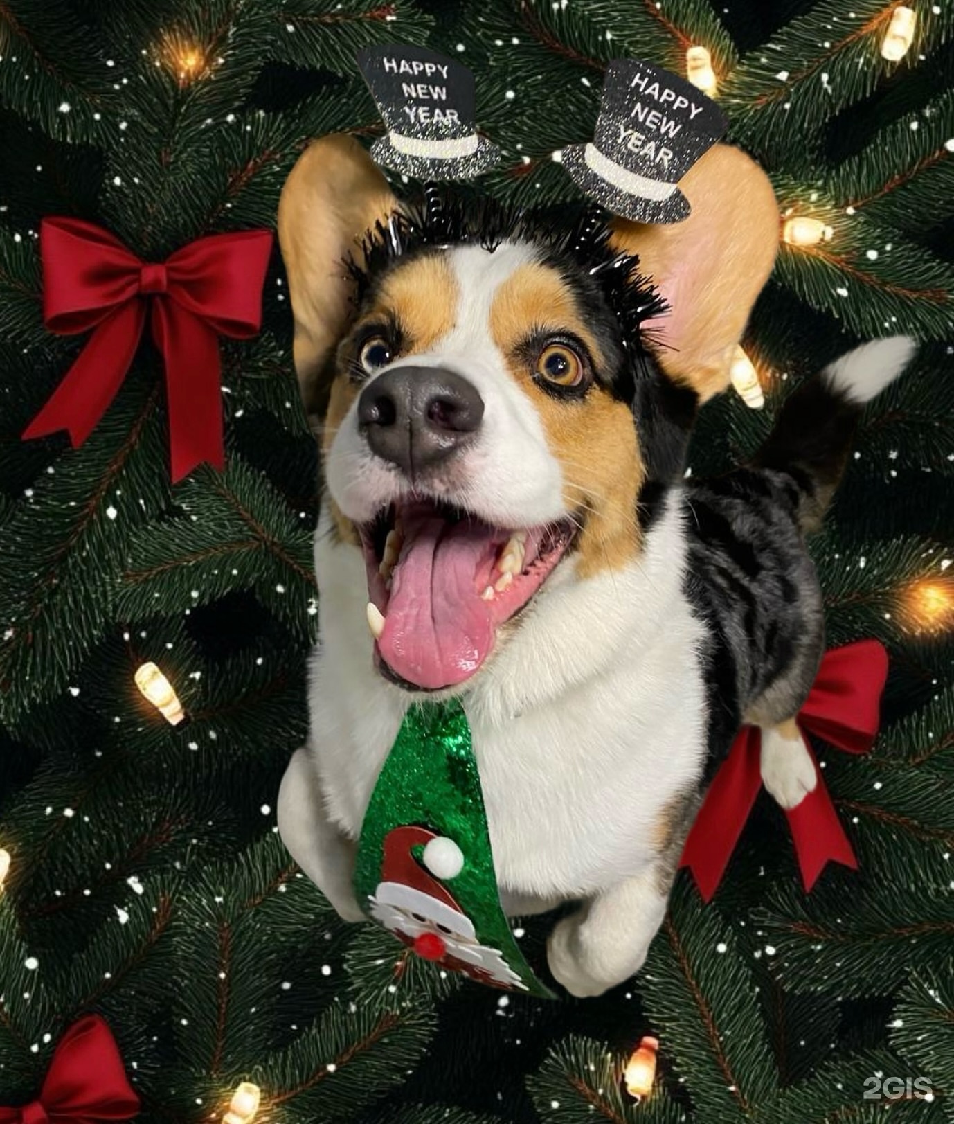 Strong Dog, центр развития собак — груминг Санкт-Петербург