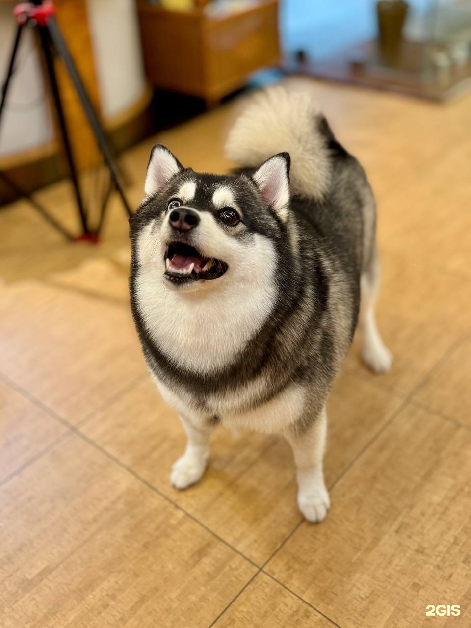 Тони Вальди, груминг-салон и бутик для животных