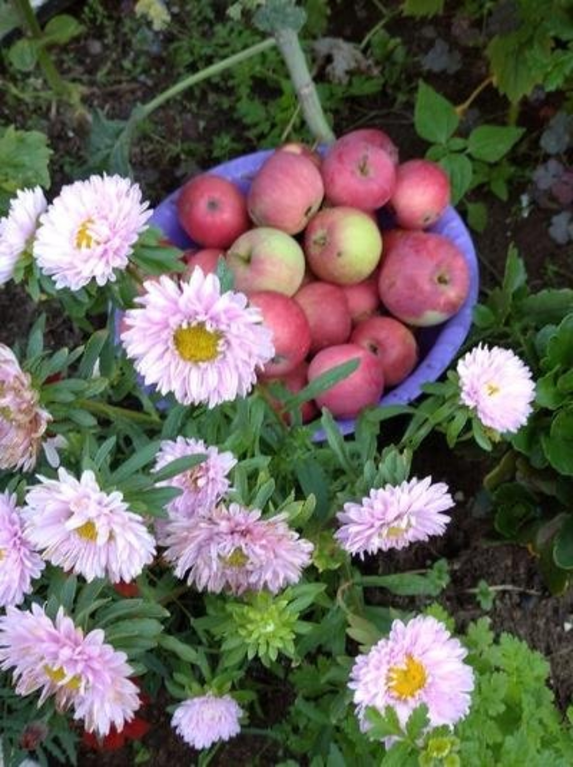 Альфа-Вет, ветеринарный центр