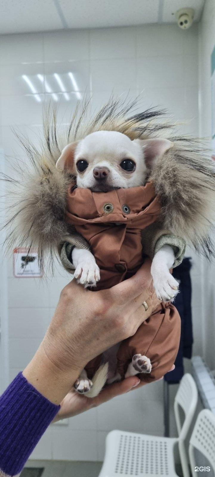 Барон, ветеринарная клиника