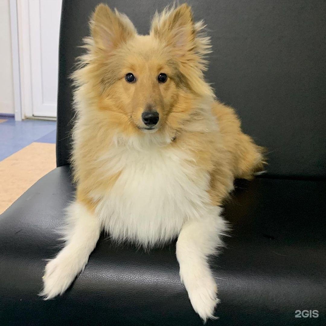 Барс, ветеринарная клиника