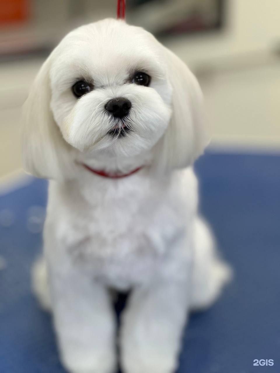 Чехвост, зоосалон