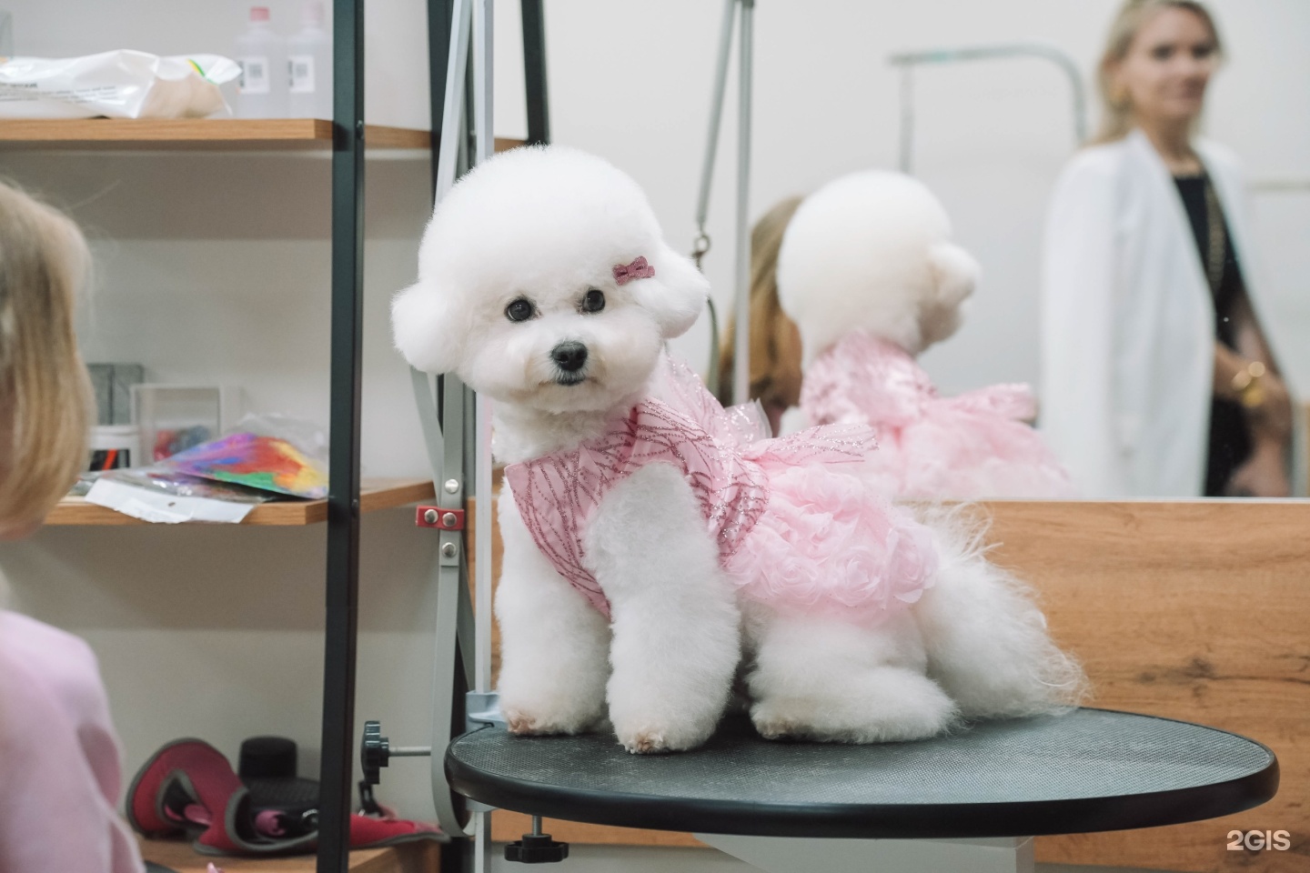 Чехвост, зоосалон