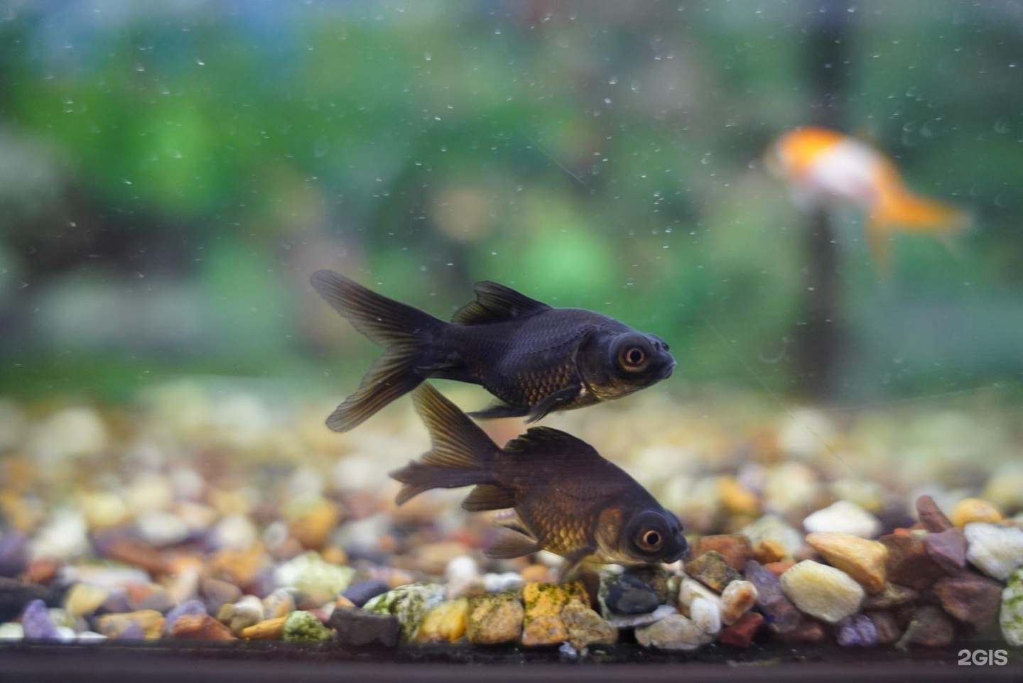 Чехвост, зоосалон — груминг Самара