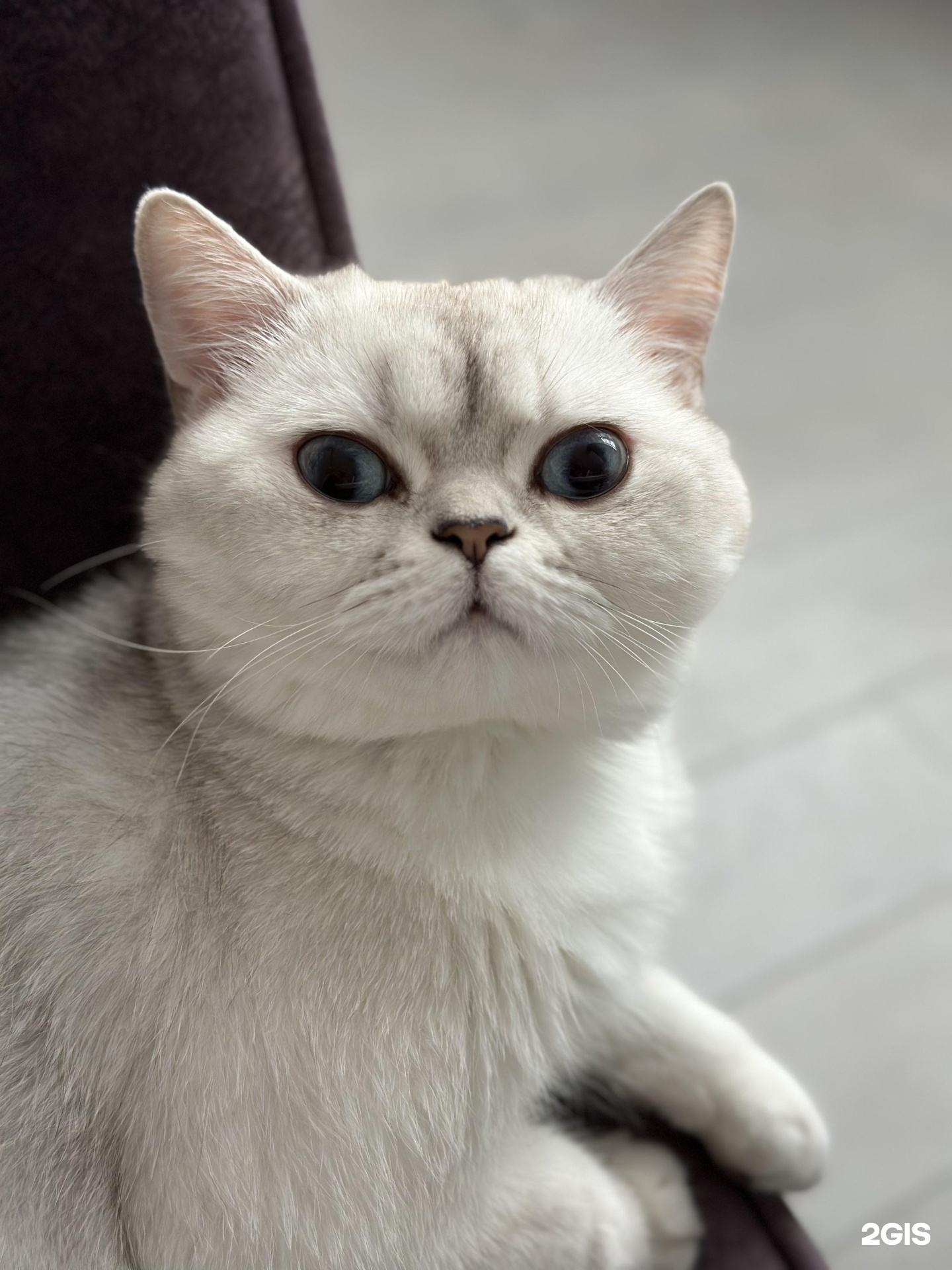 groom room — груминг Самара