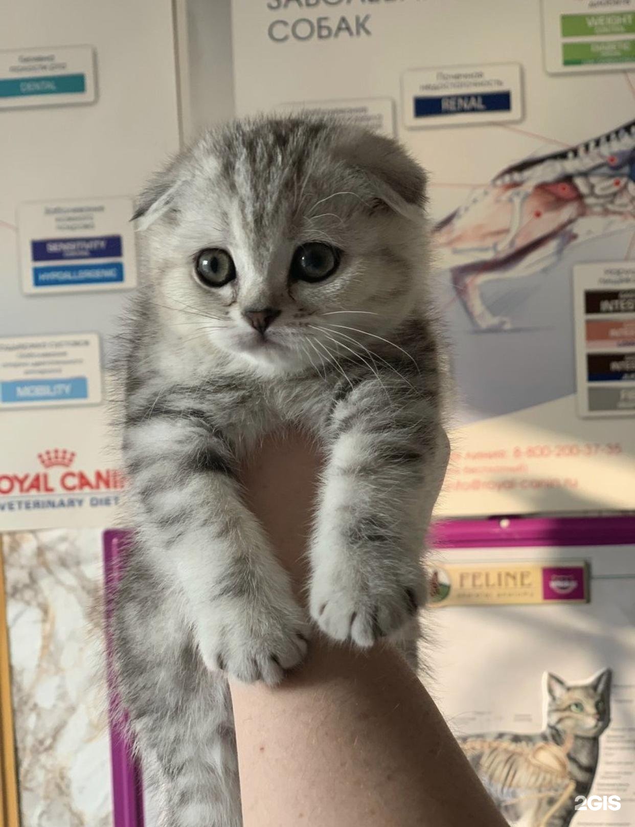 Котопёс, ветеринарный центр