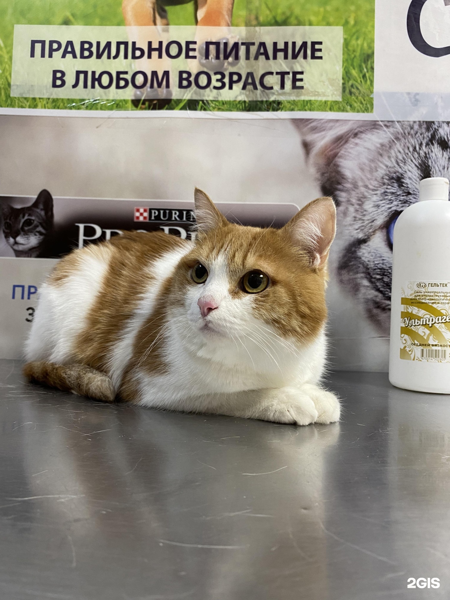 Mr. Dilan, зооцентр-магазин, Казачья