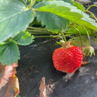 МурМурГрум, груминг-студия