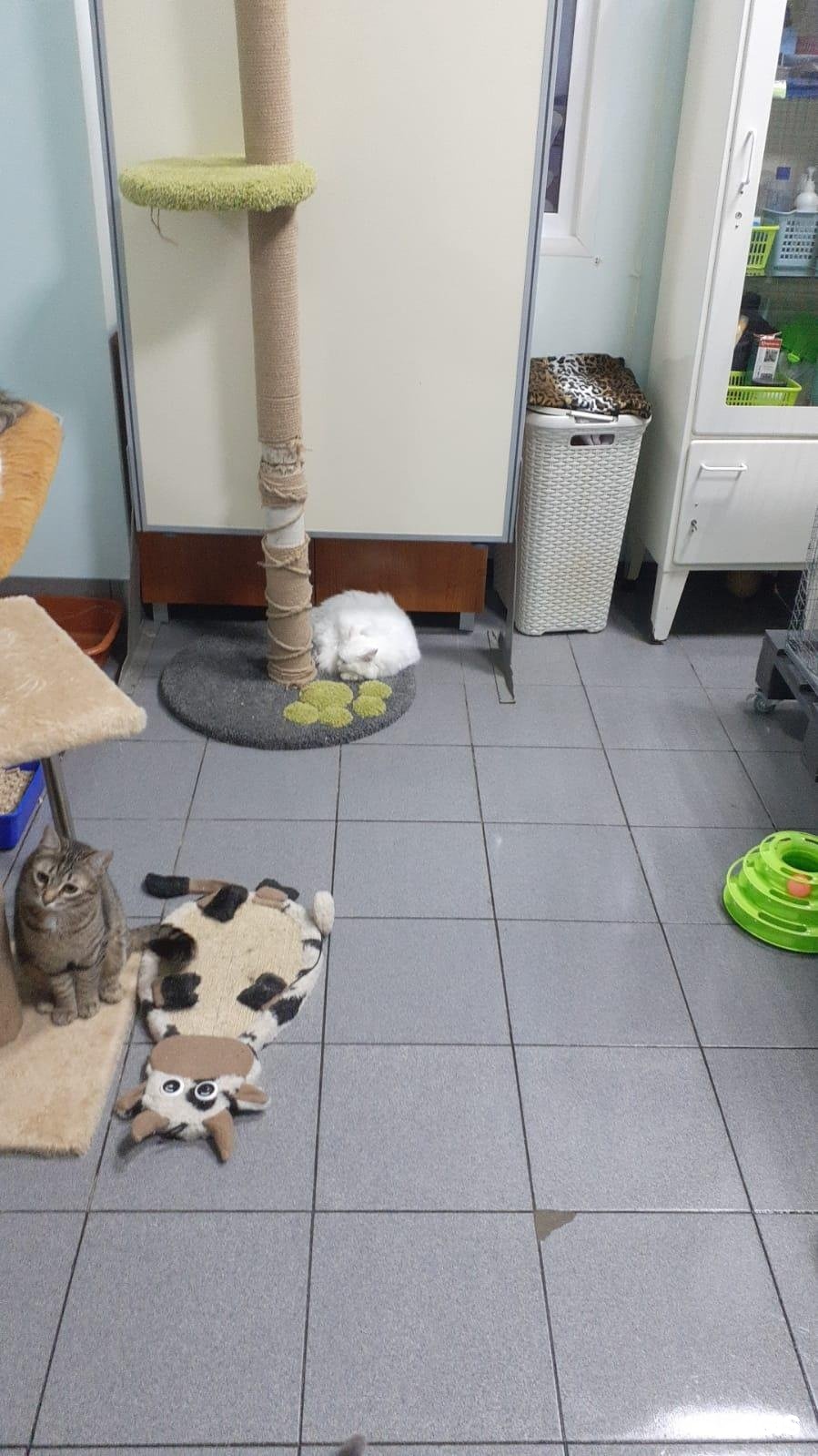 Зоо-губерния, стационар для животных