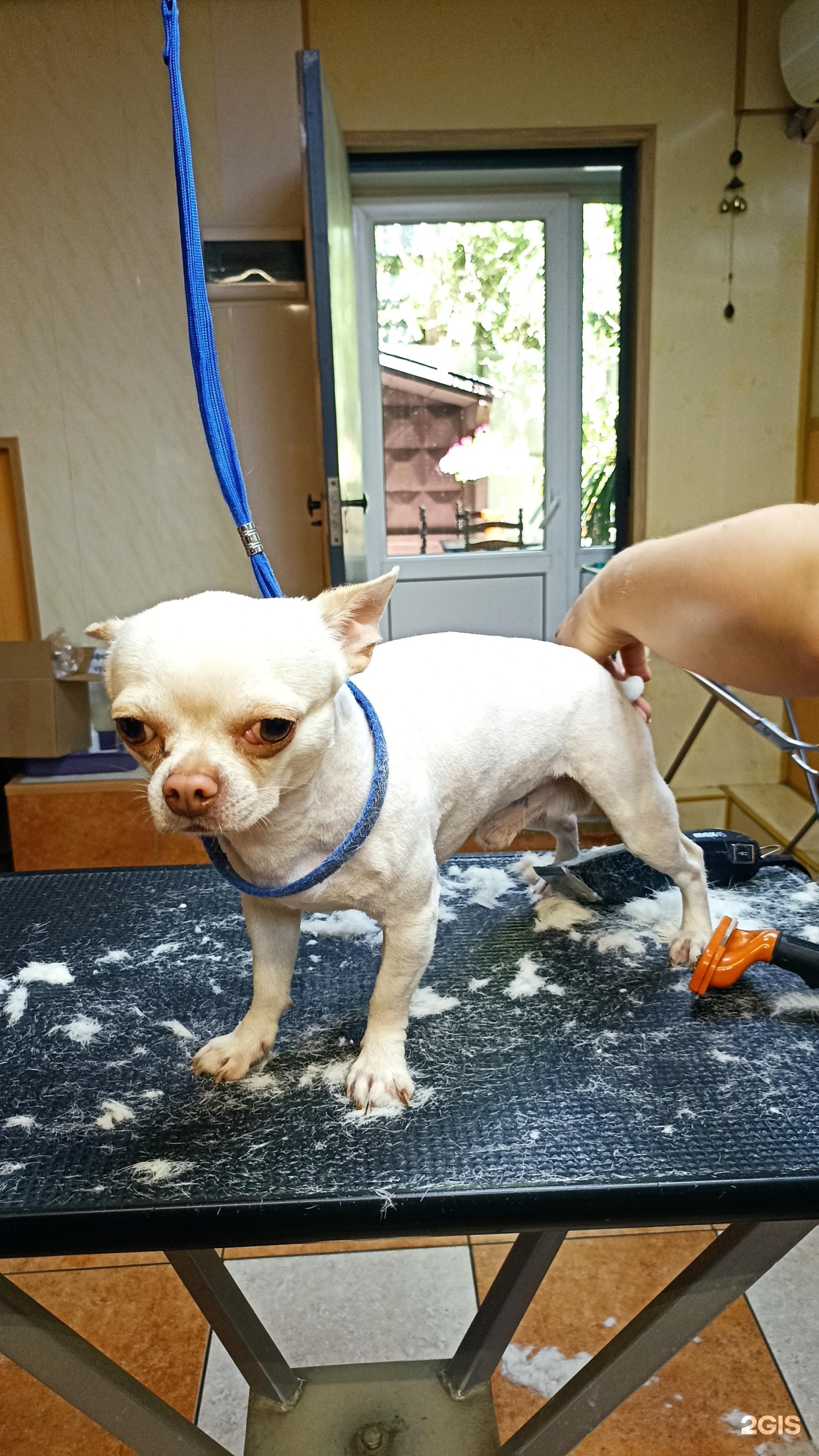 Зоося, центр услуг для животных