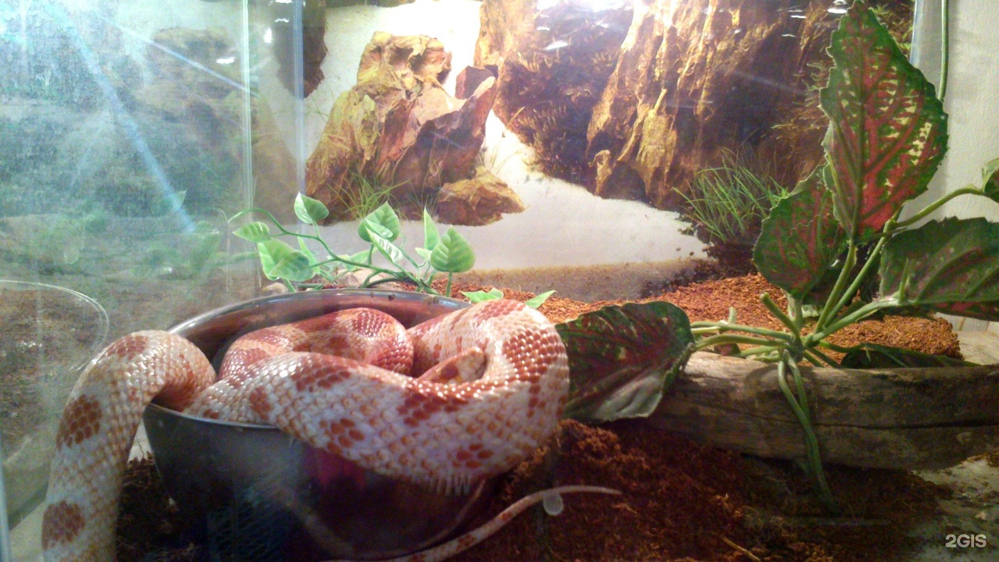 Зов джунглей, зоомагазин, Стара Загора