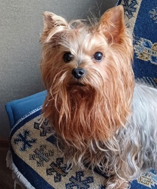 Доктор-Вет, ветеринарные клиники