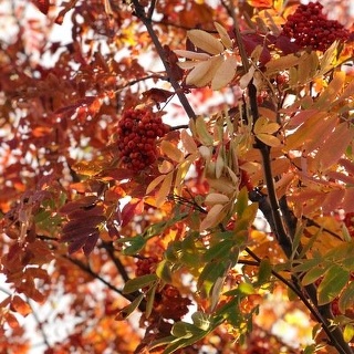 Кавалер, зооцентр