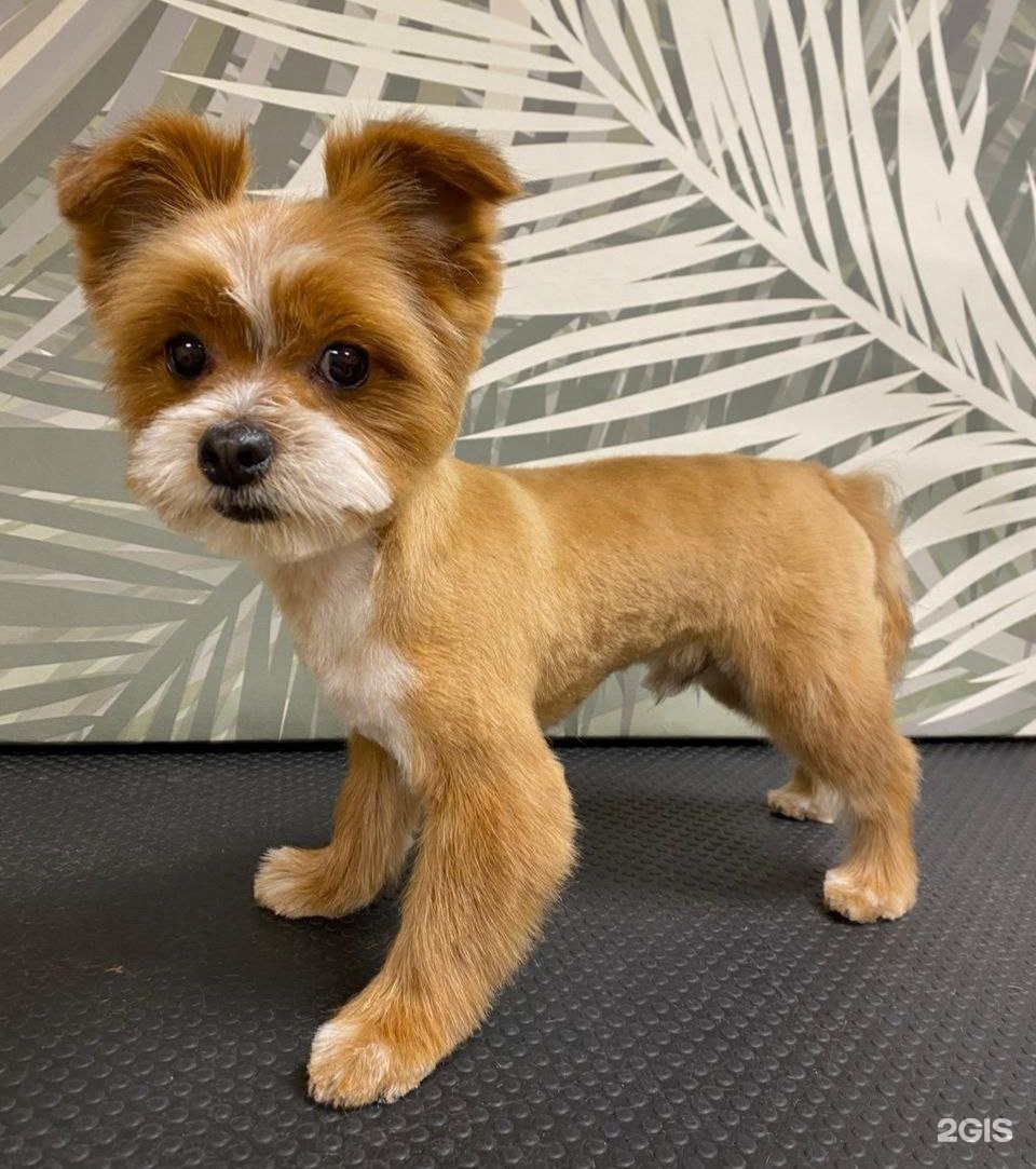 Пингвин, ветеринарная клиника