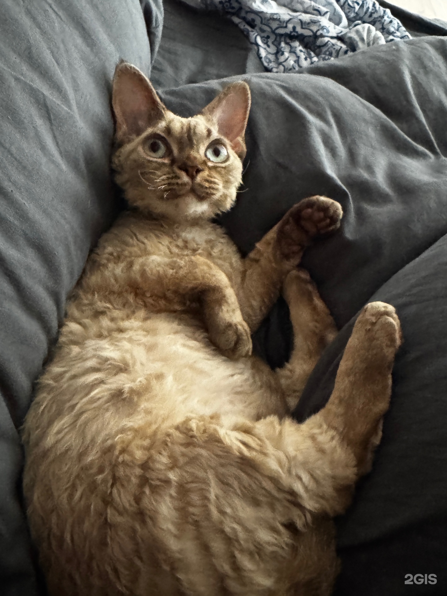 Ветеринарный госпиталь, СГАУ, СГАУ