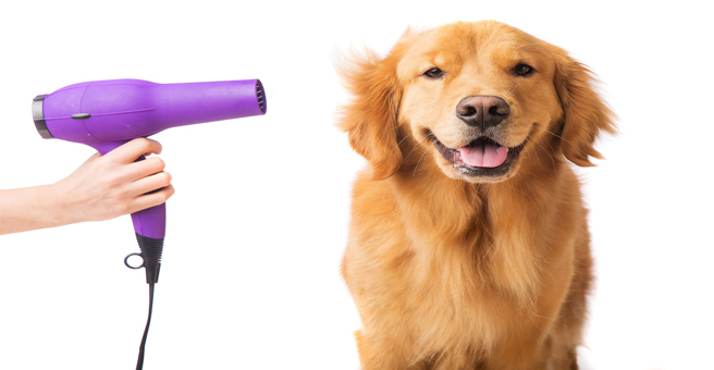 Amigo, груминг-бар, Эльф