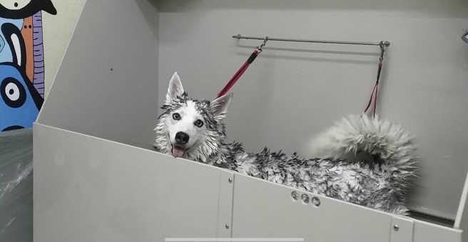 Grooming art, зоосалон