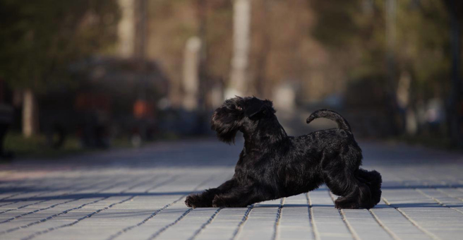 Бестгрум, груминг-салон