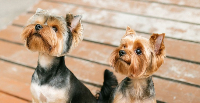 Мальтезе, зооцентр