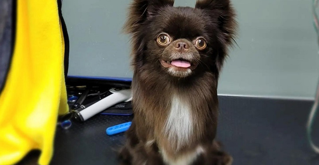 Дай лапу, студия груминга — груминг Тюмень